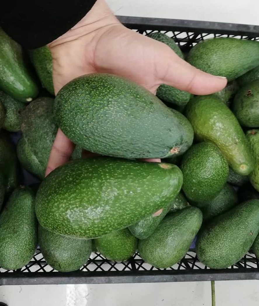 فروش عمده میوه آووکادو