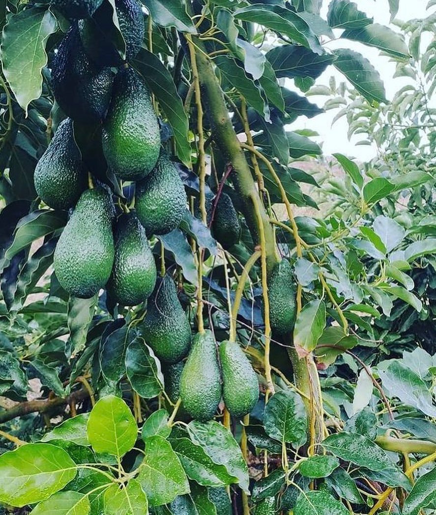 فروش عمده نهال آووکادو