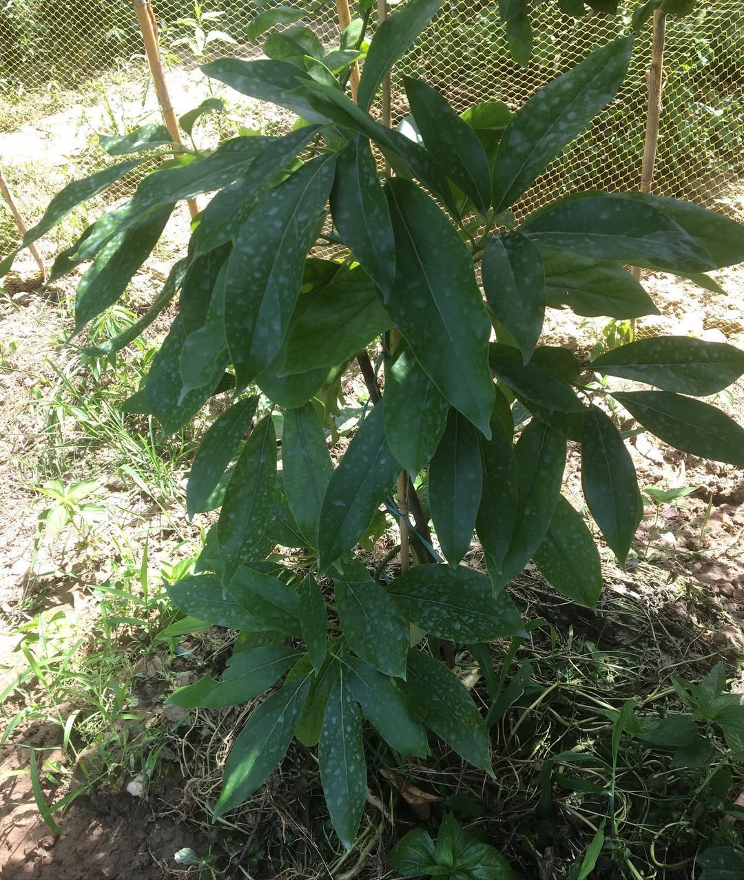 خرید نهال آووکادو