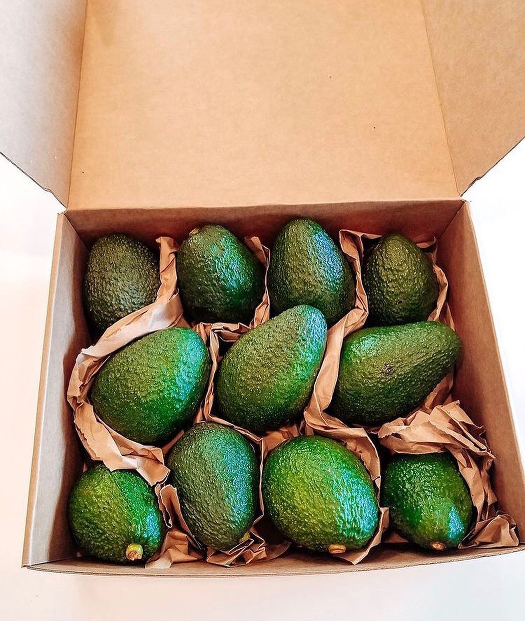 فروش عمده میوه آووکادو