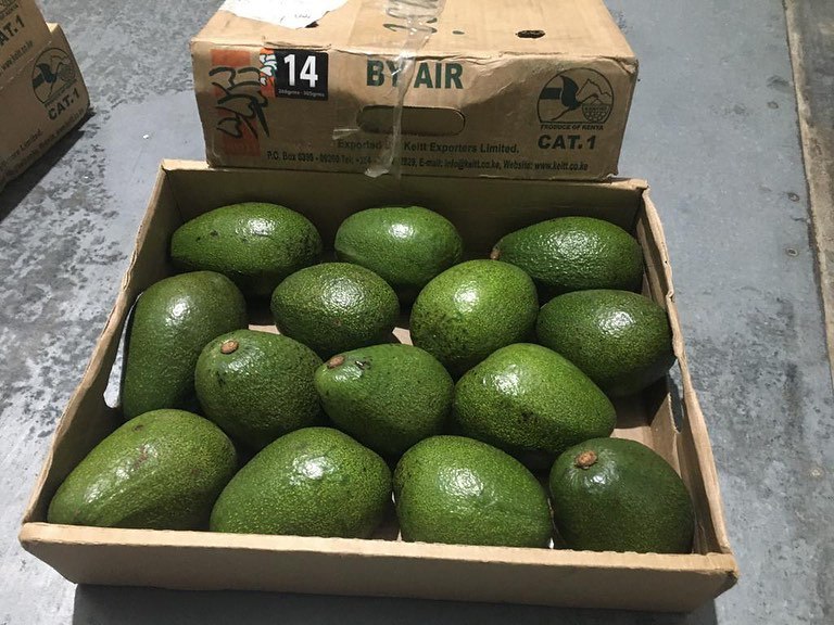 صادرات اووکادو هس