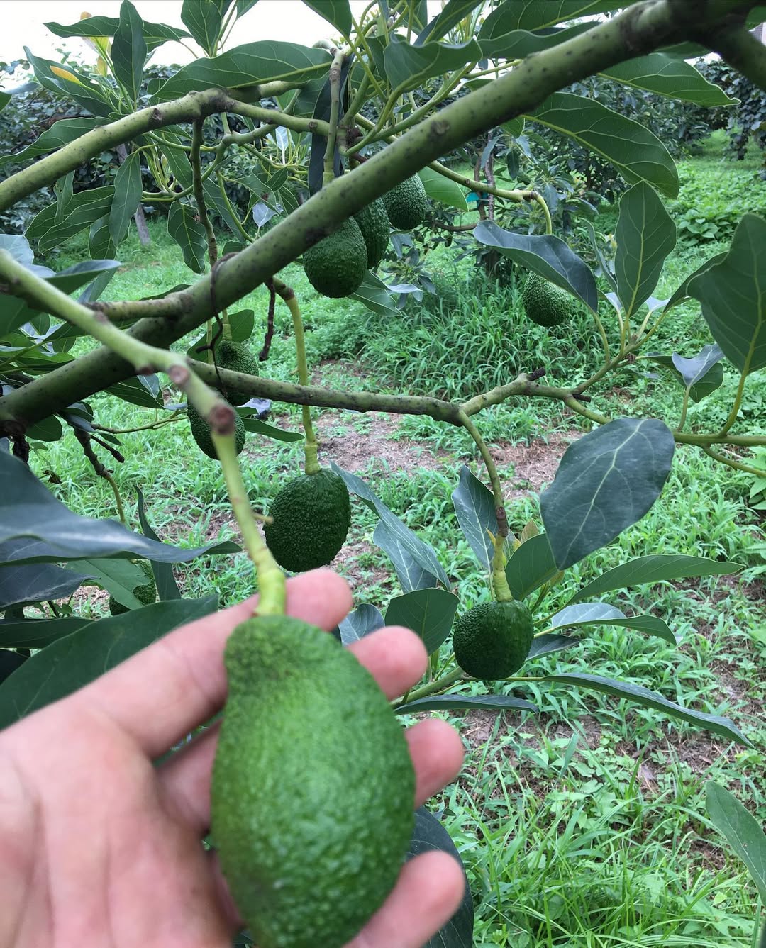 فروش عمده نهال اووکادو