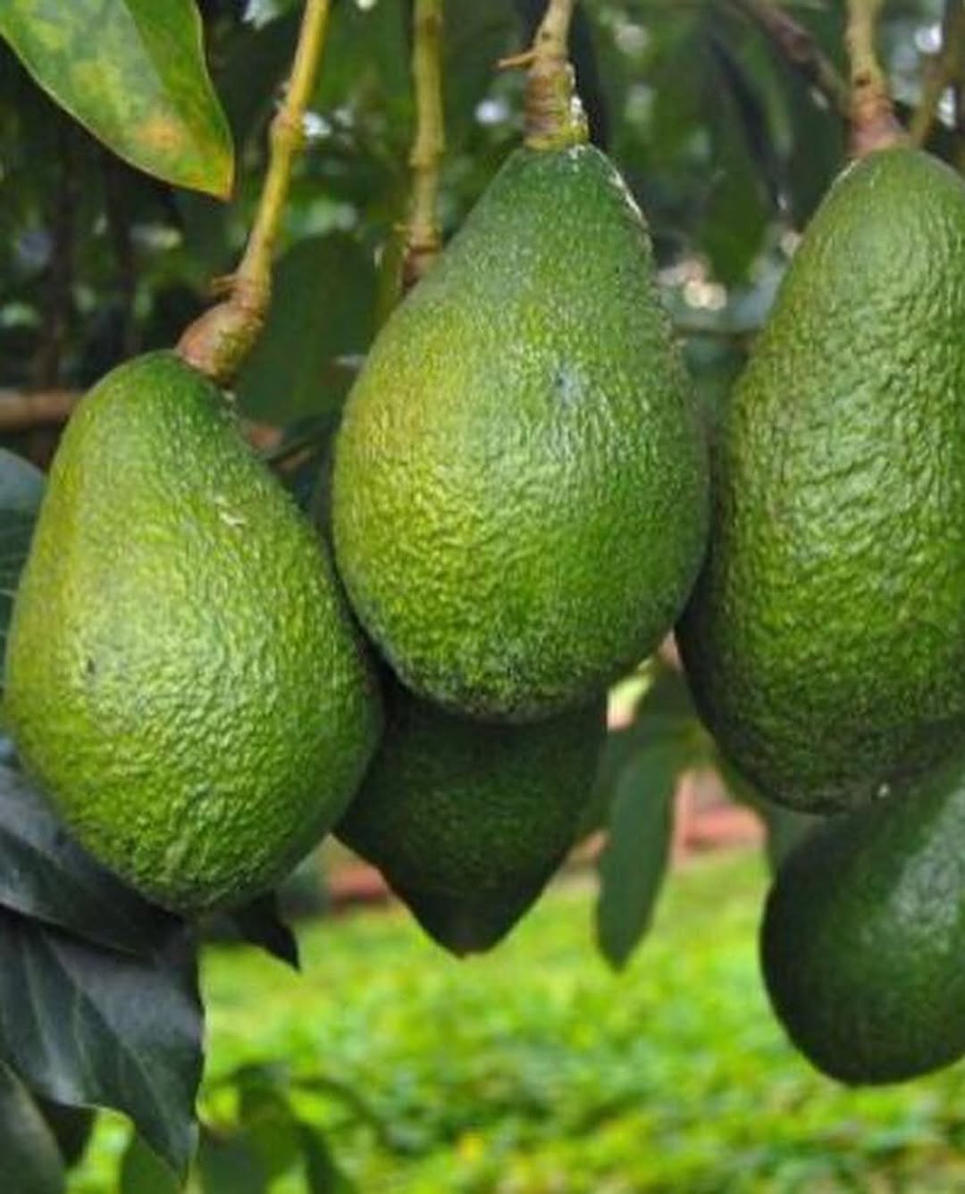 قیمت نهال آووکادو