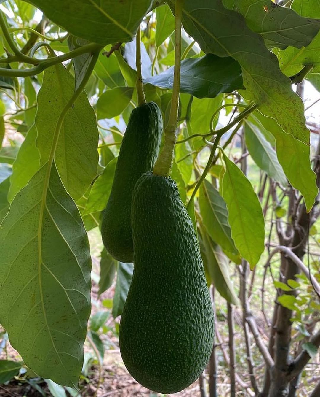 خرید نهال آووکادو پیوندی