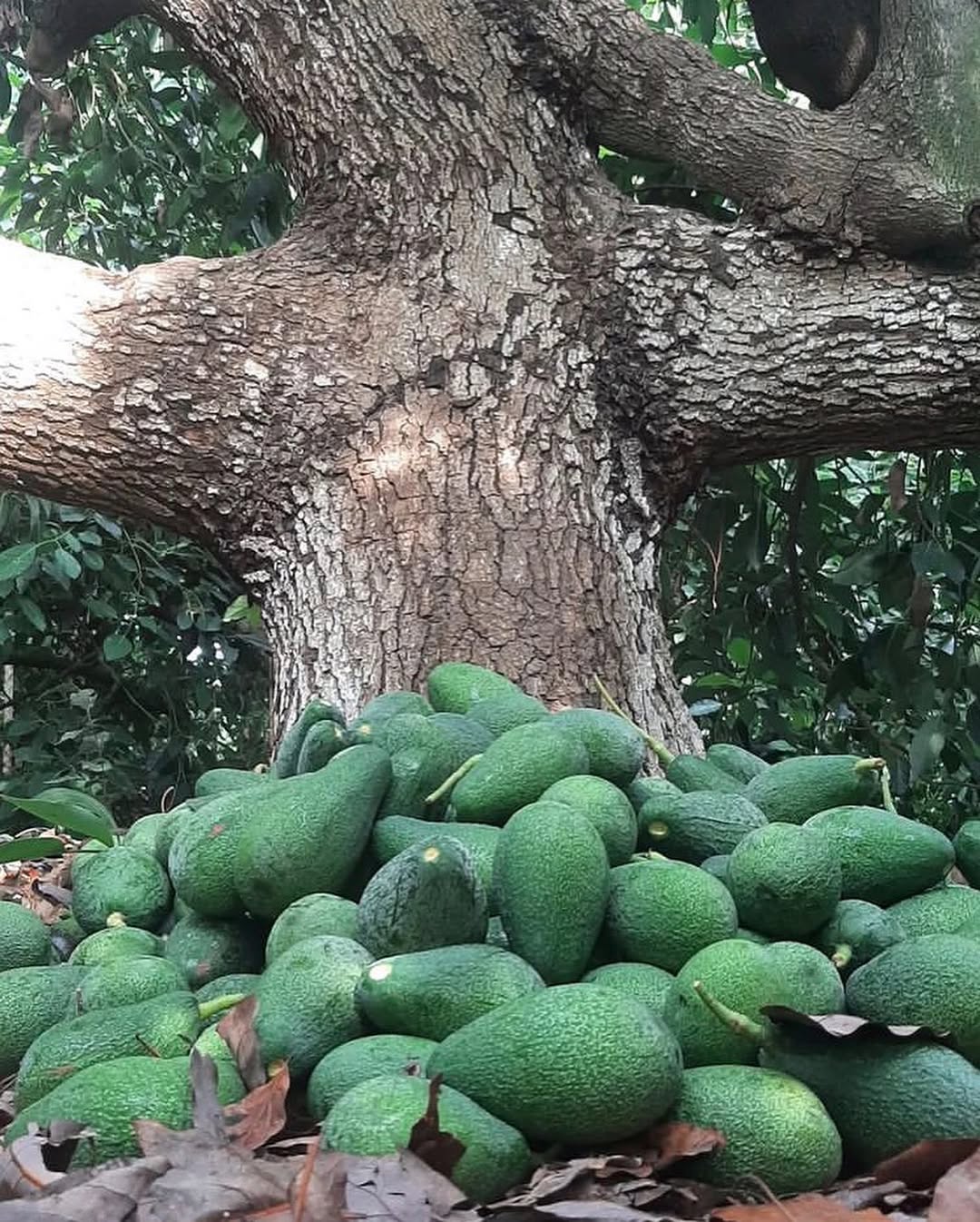 فروش نهال آووکادو