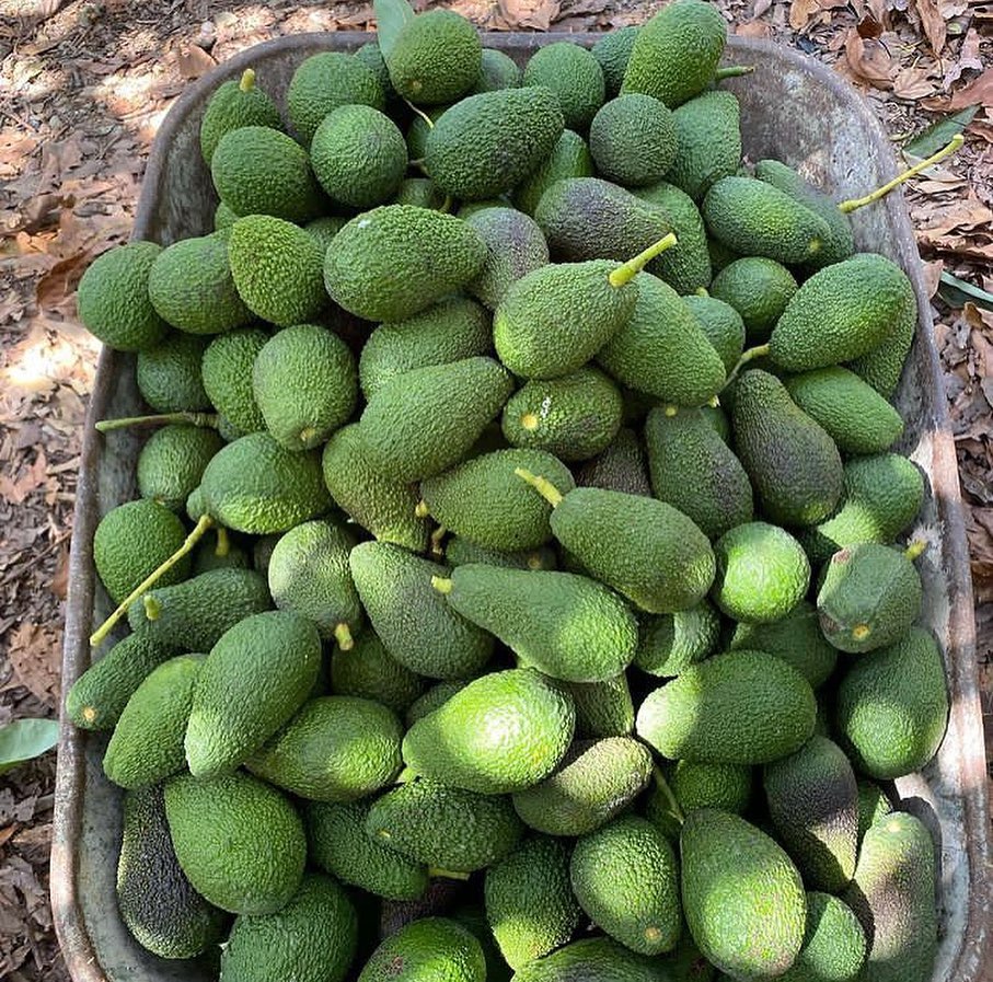 فروش عمده میوه آووکادو