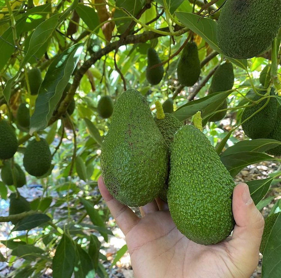 فروش عمده نهال اووکادو