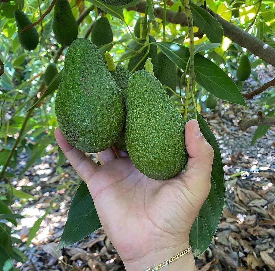 فروش عمده نهال اووکادو هس