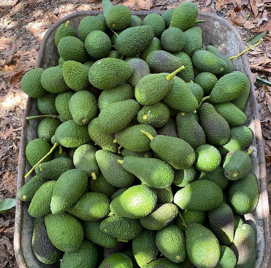 فروش آووکادو ایرانی