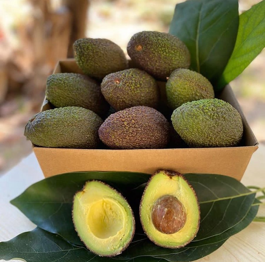 فروش عمده نهال اووکادو گلابی تمساح