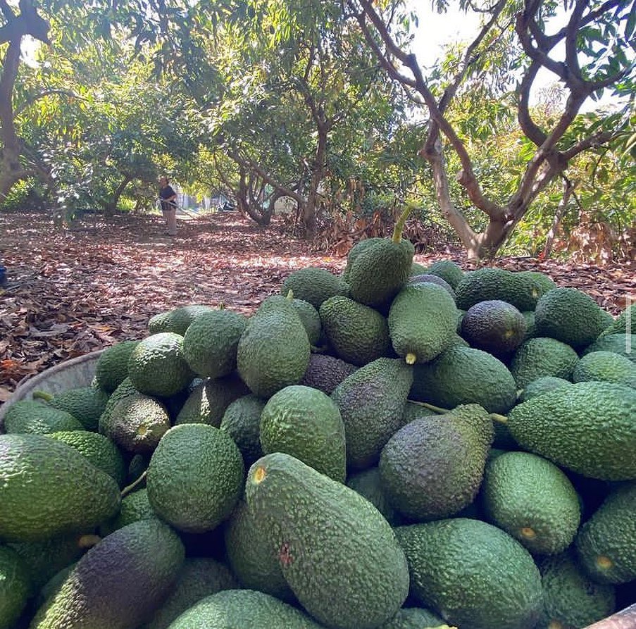 فروش عمده نهال اووکادو هس