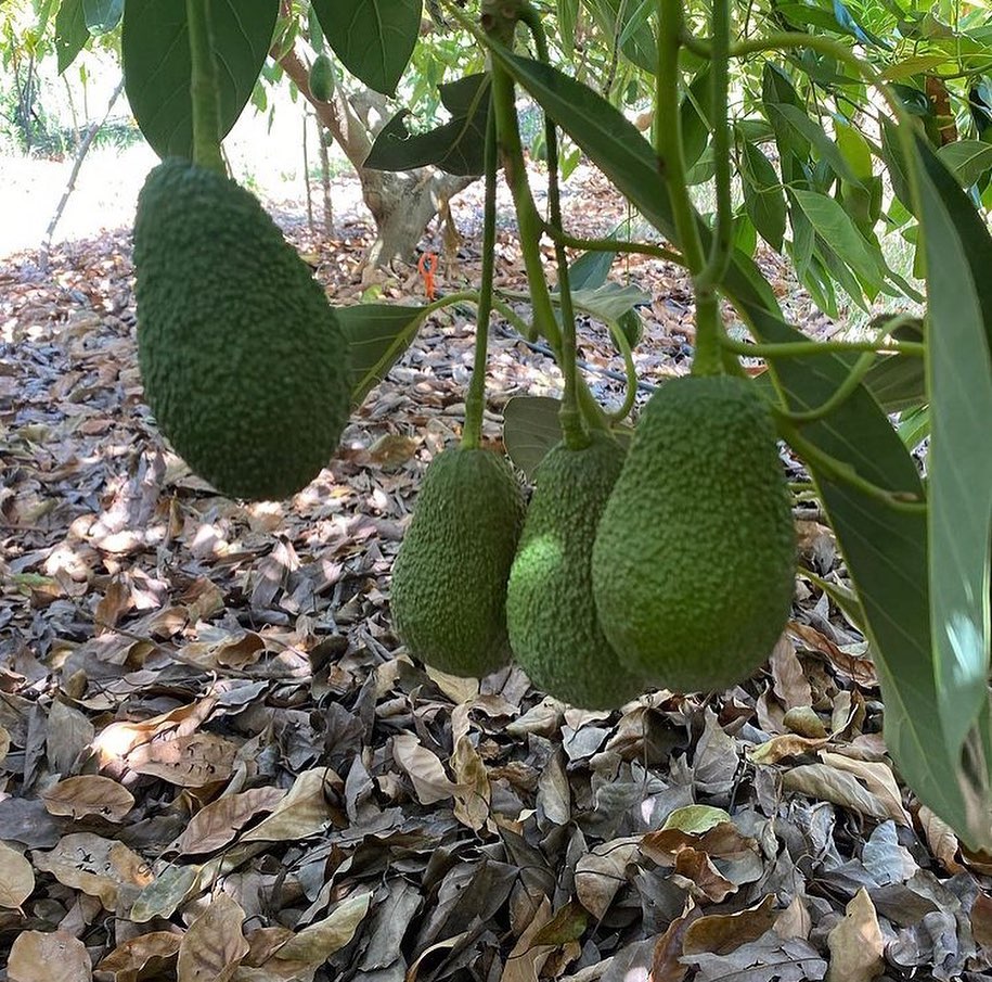 فروش نهال اووکادو هس