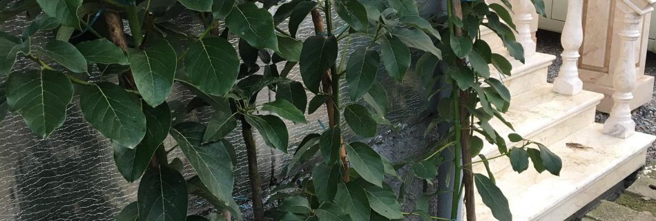 فروش عمده نهال آووکادو