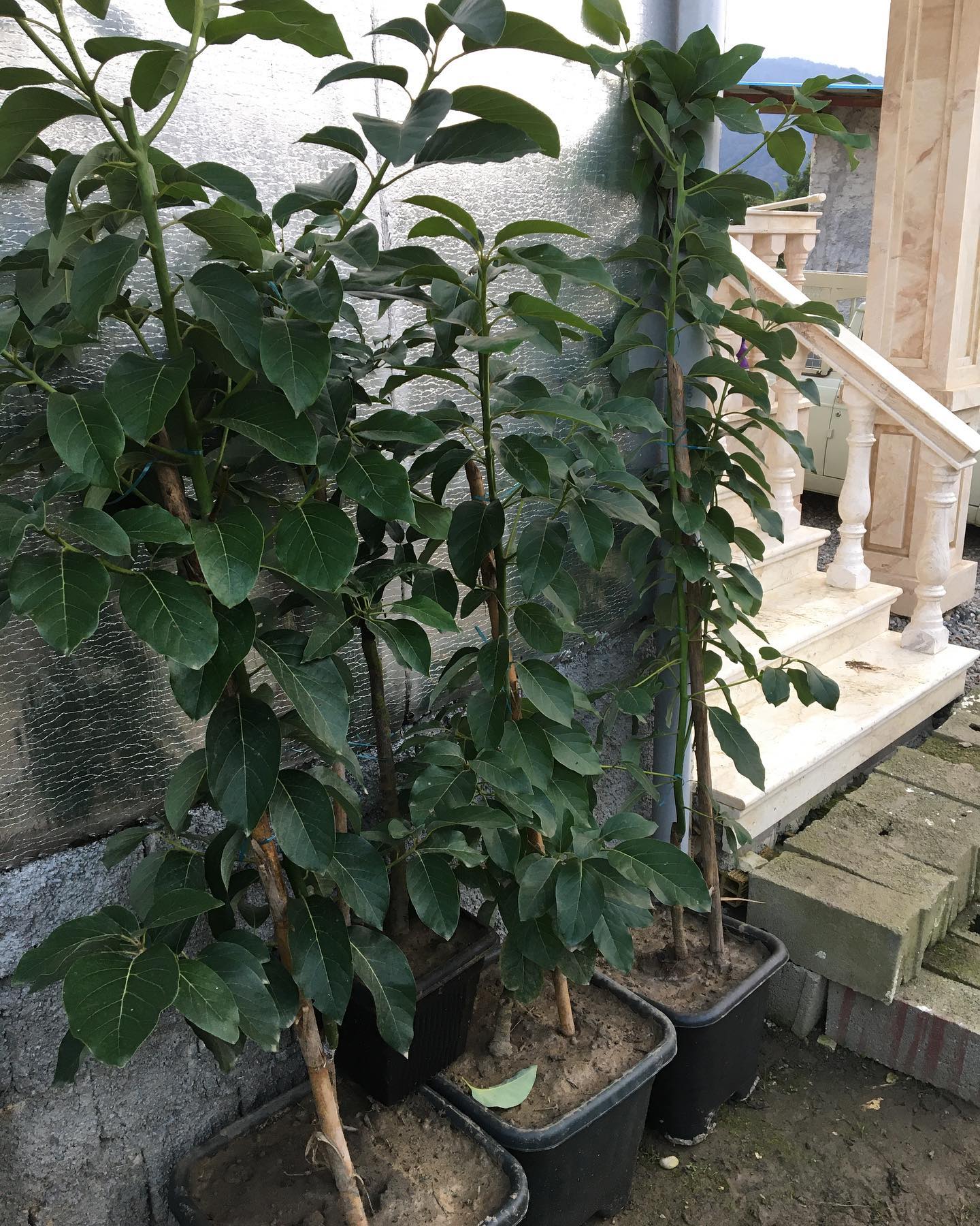 خرید نهال آووکادو پیوندی