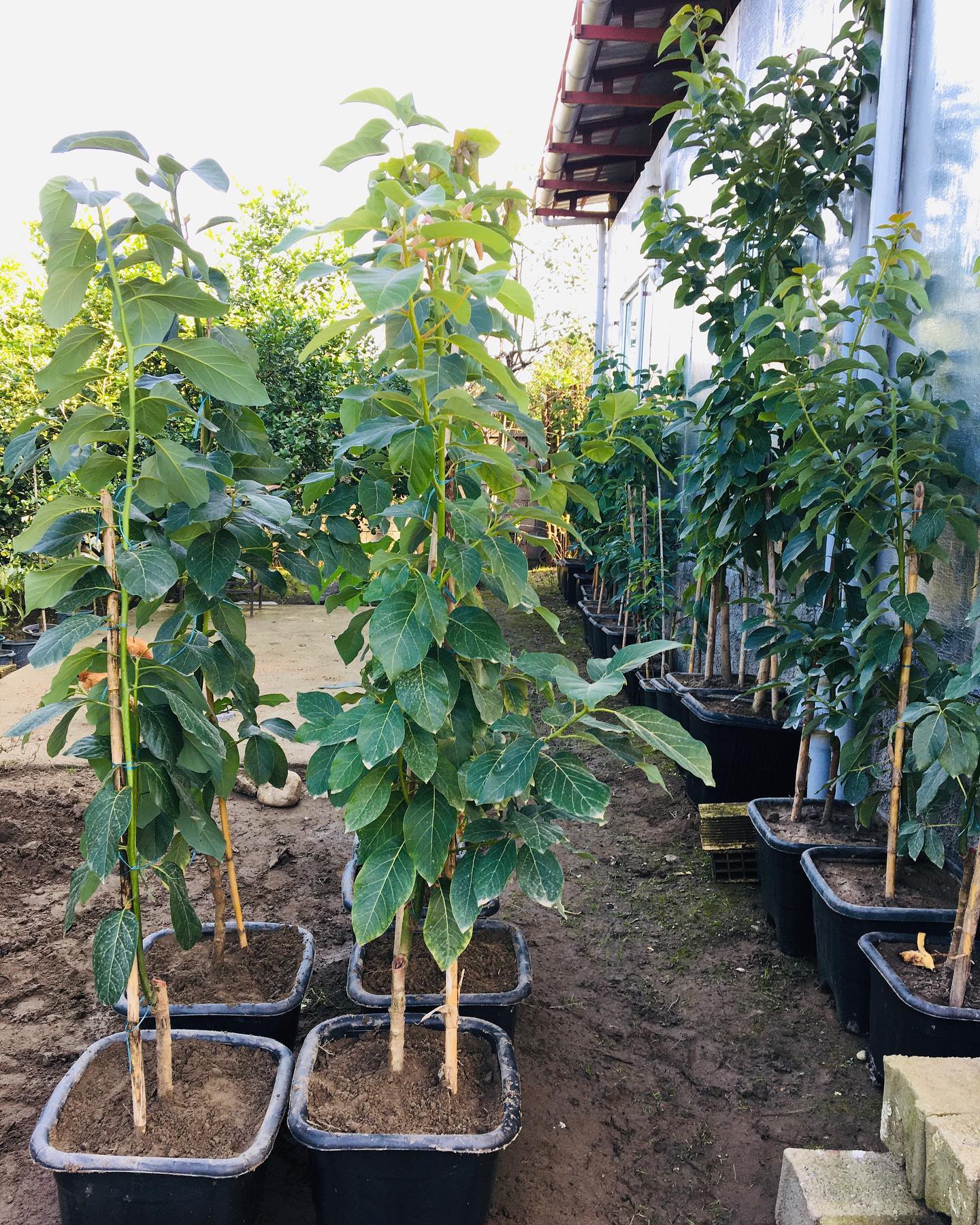 خرید نهال آووکادو پیوندی