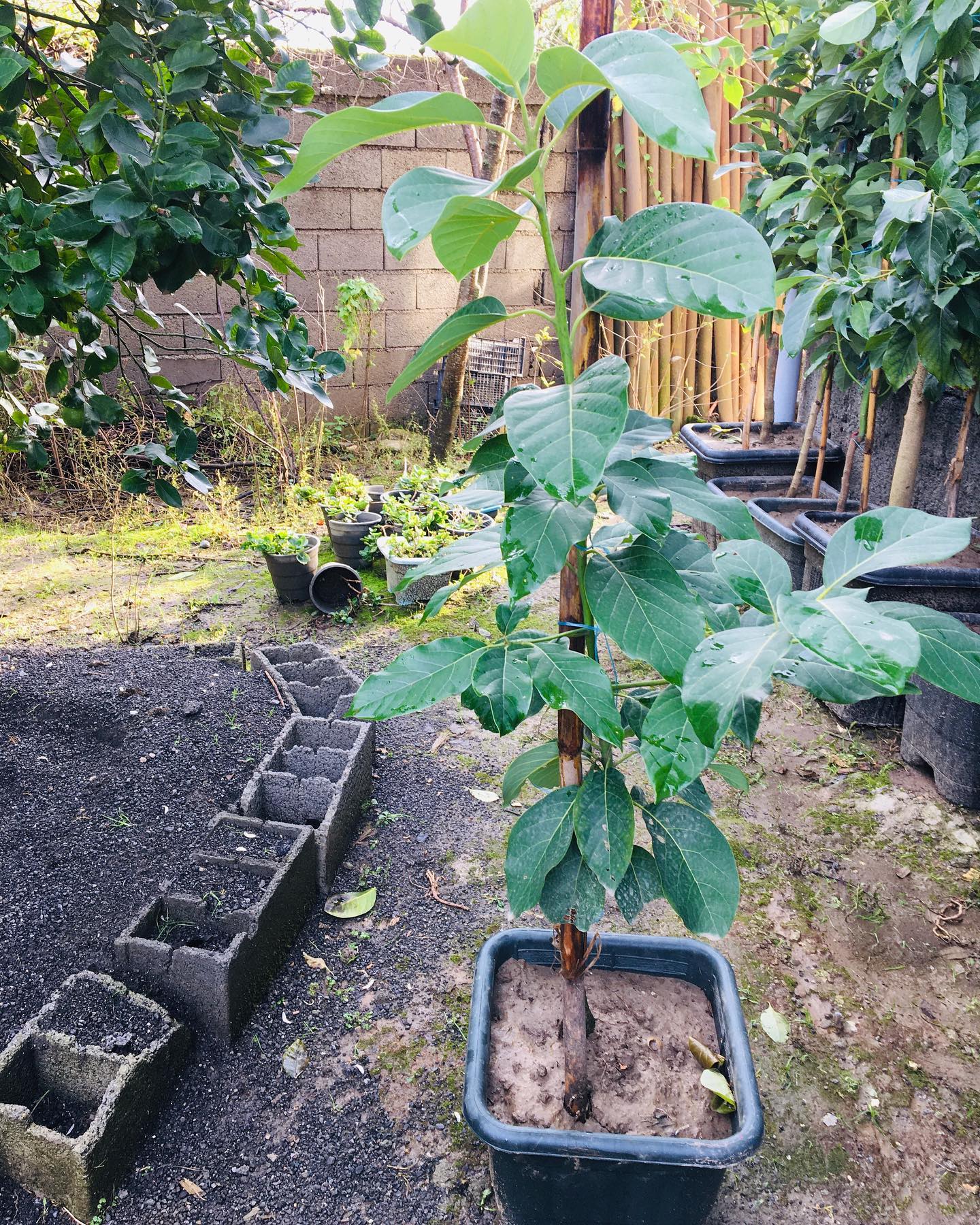 قیمت نهال اووکادو هس