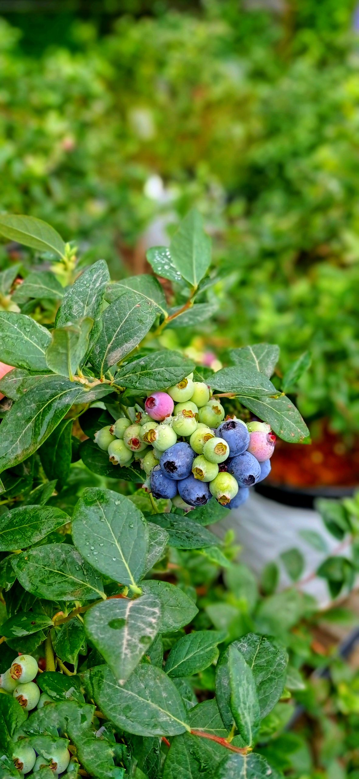 فروش نهال بلوبری دوساله