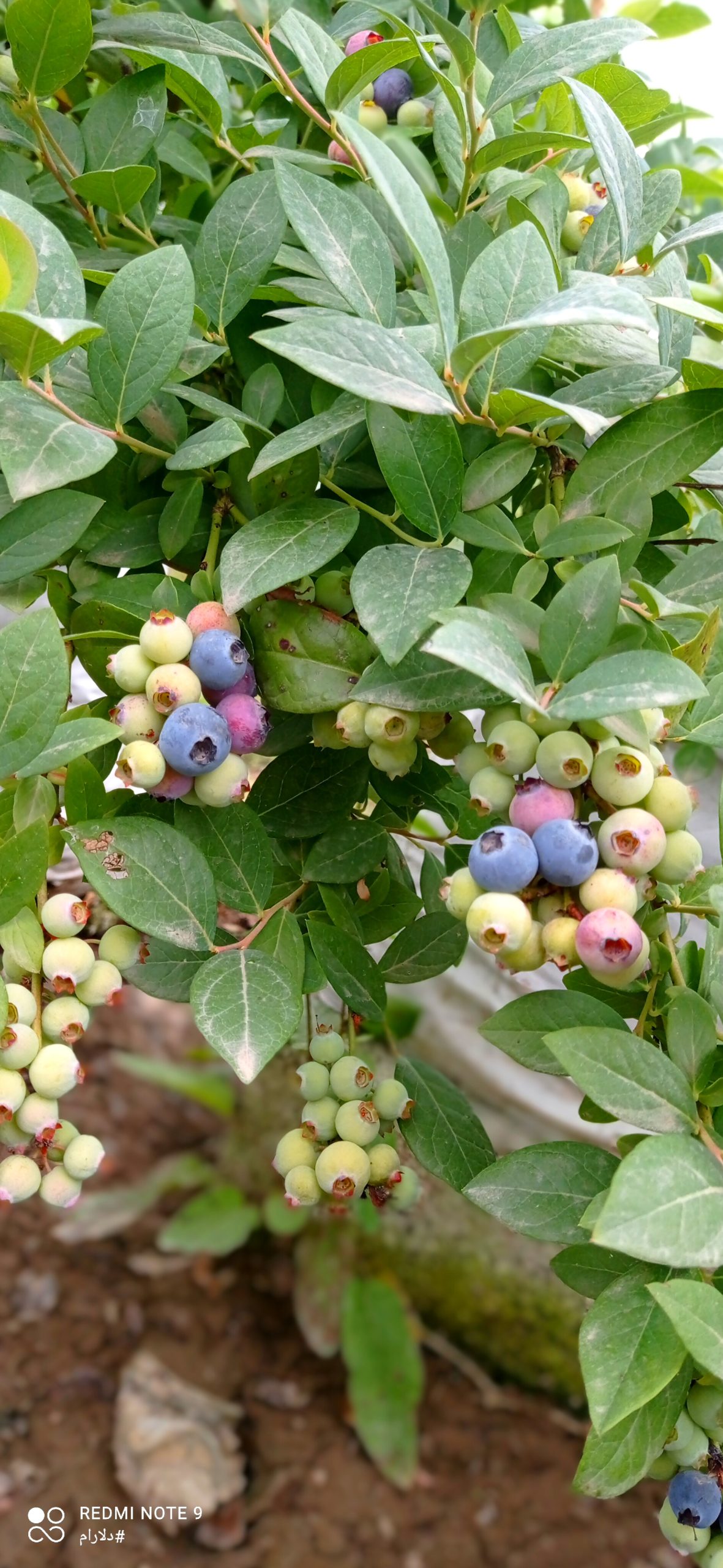 خرید نهال بلوبری سه ساله