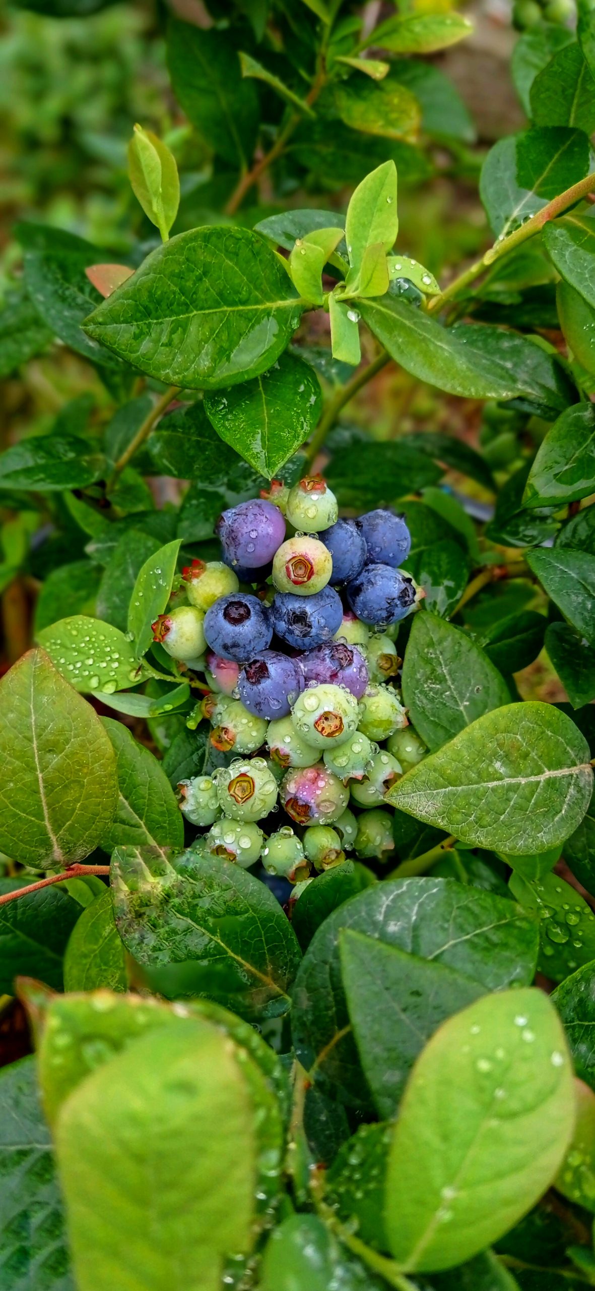 فروش نهال بلوبری لگاسی