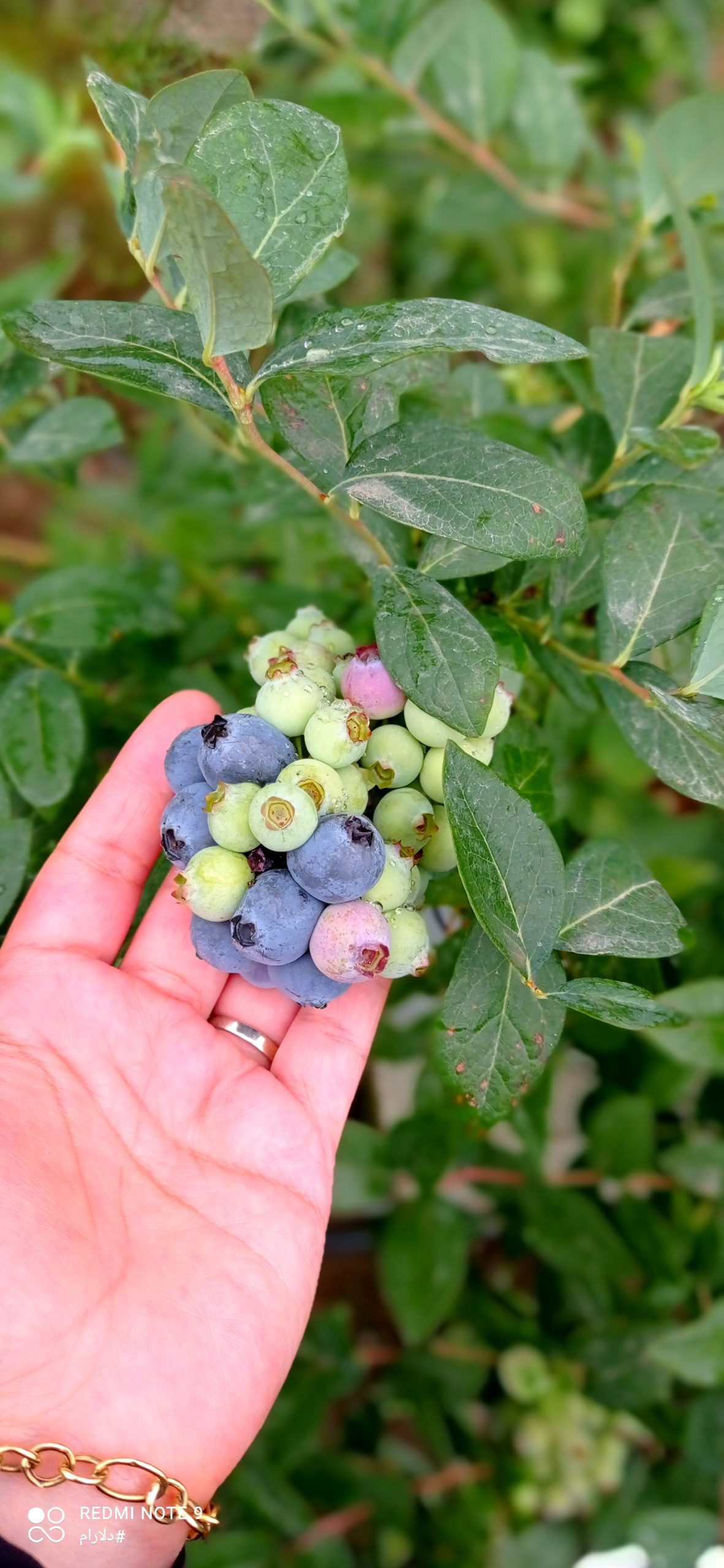 فروش نهال بلوبری تهران