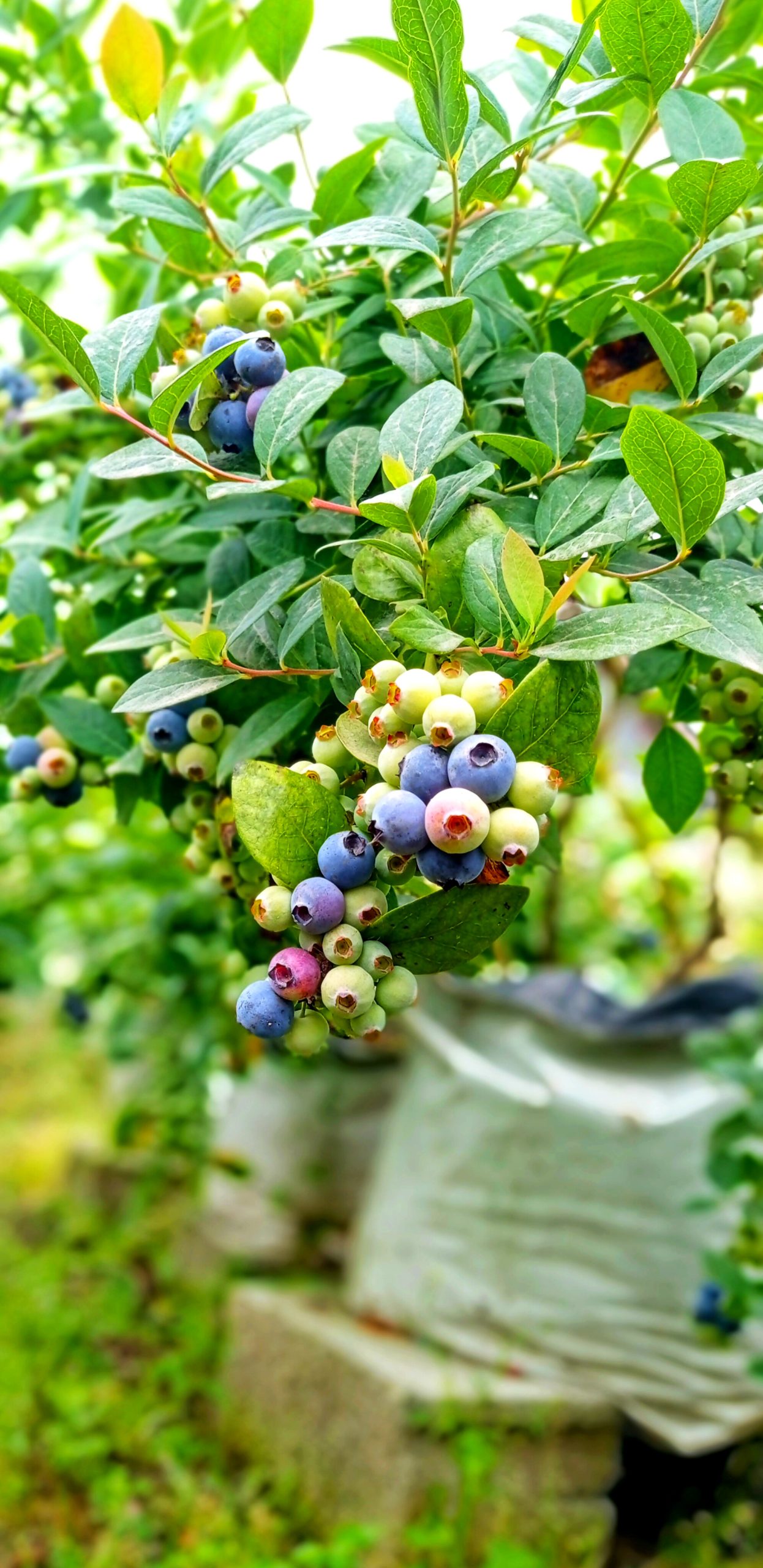 فروش نهال بلوبری دوساله