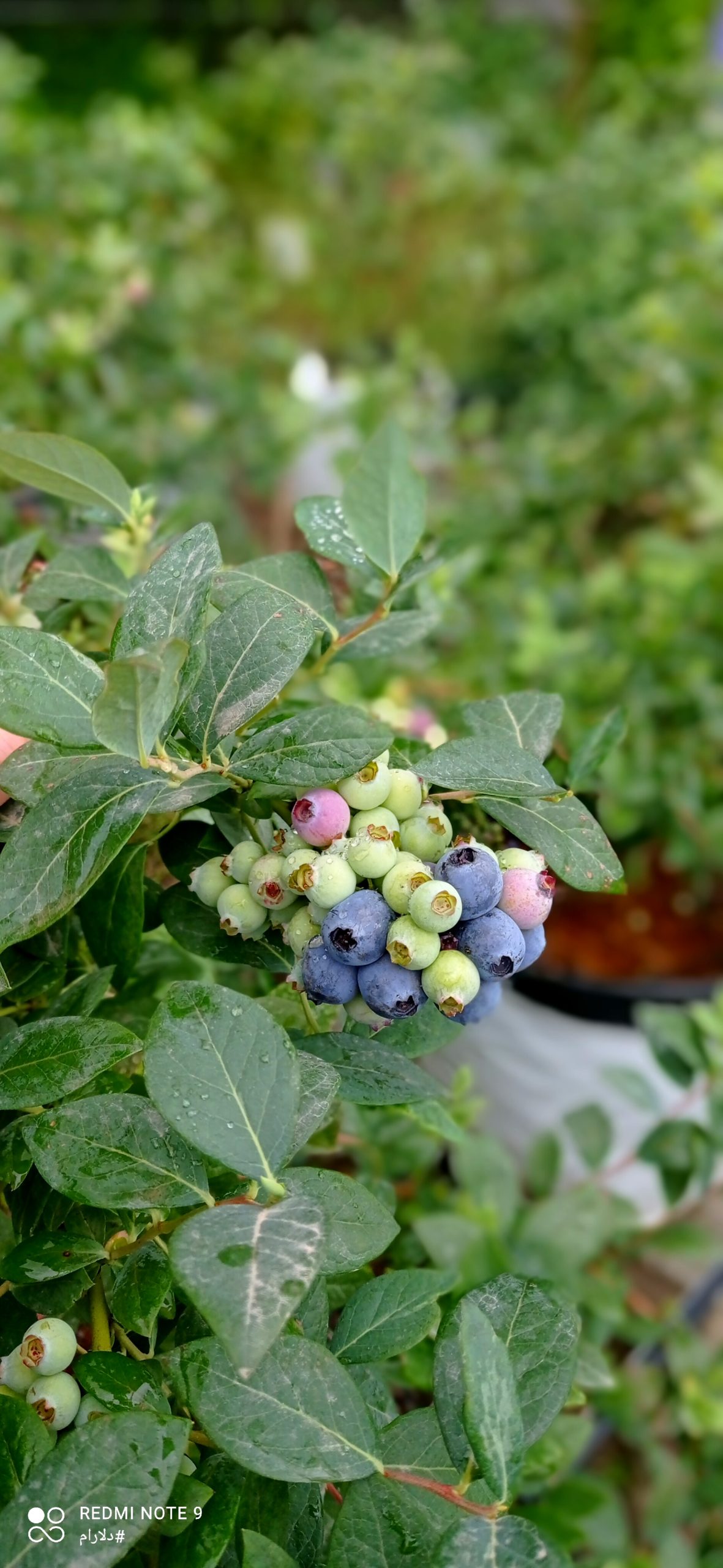 فروش نهال بلوبری دوساله 