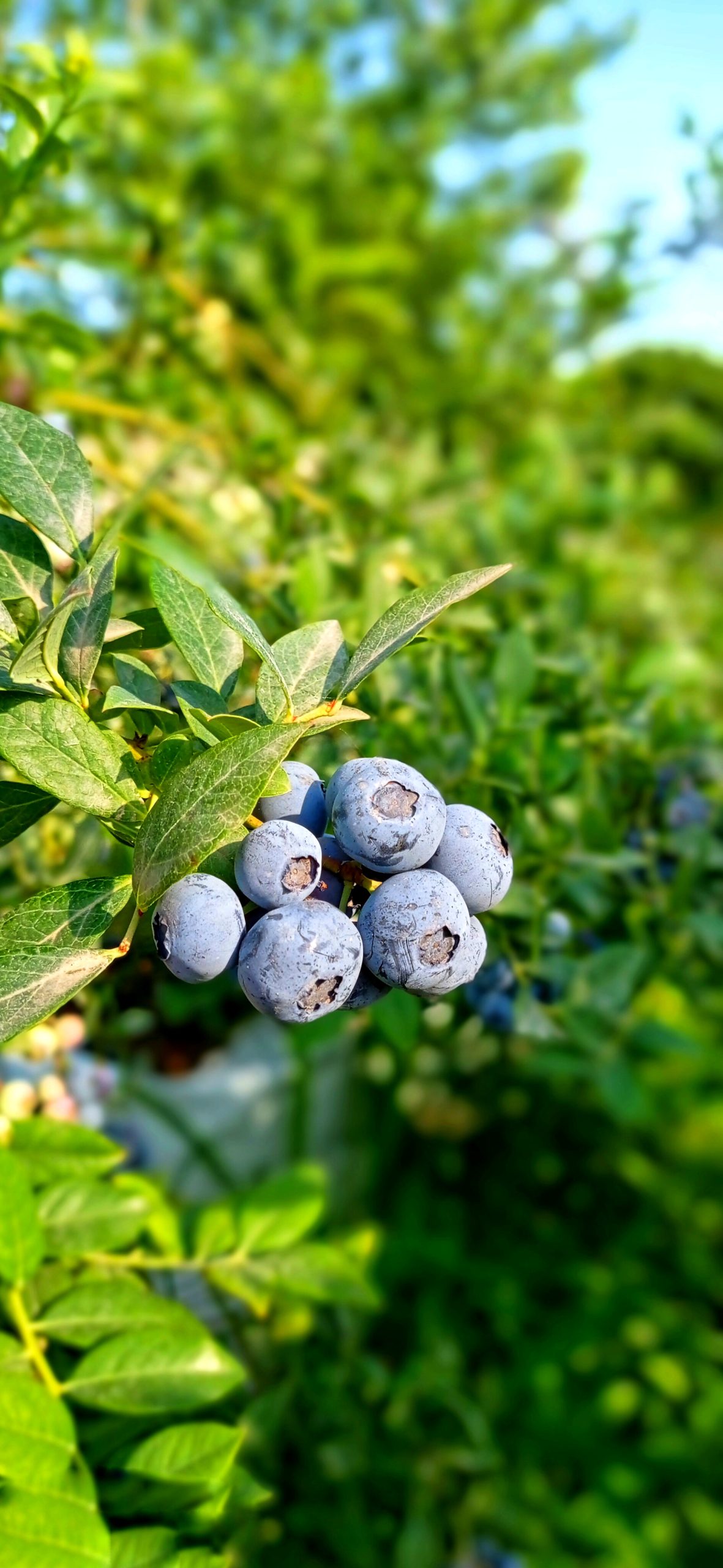 تولید بلوبری ایران