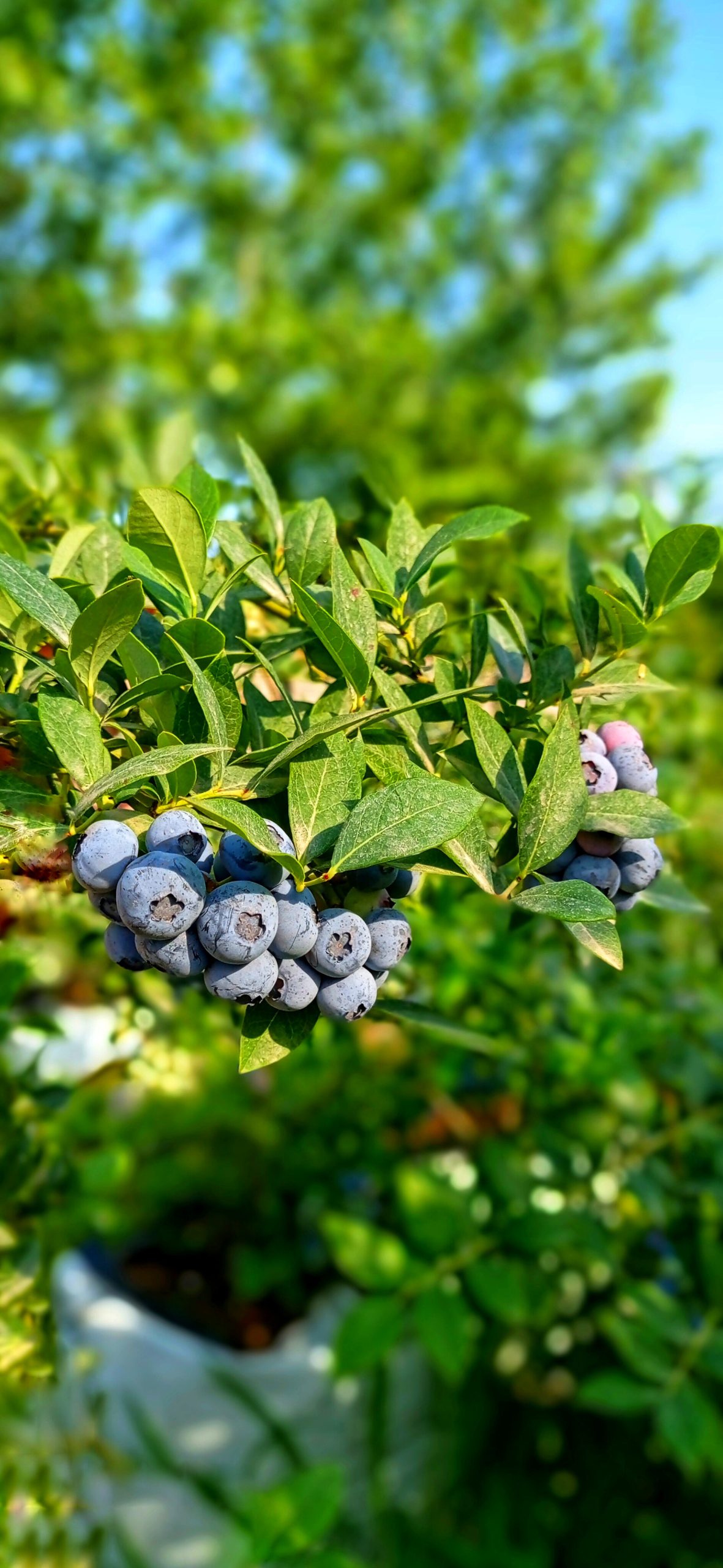 فروش نهال بلوبری