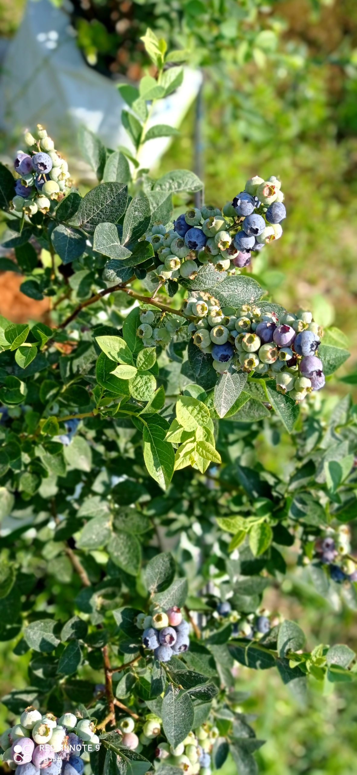 فروش نهال بلوبری