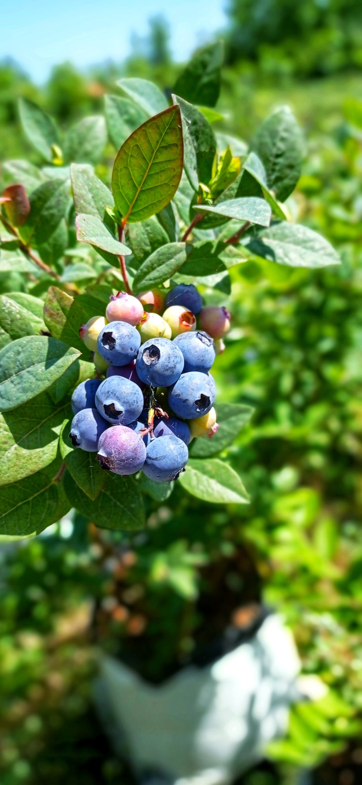 فروش بلوبری ایرانی