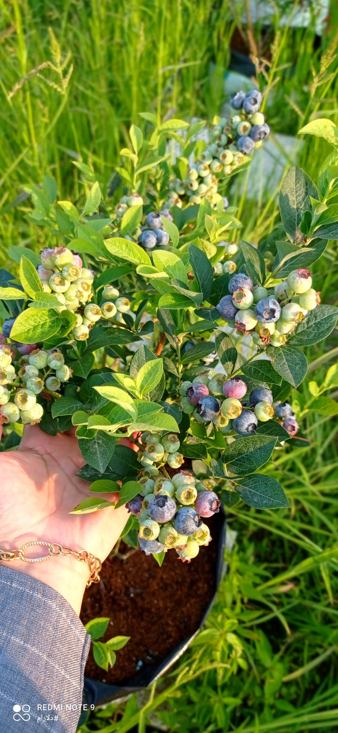 فروش نهال بلوبری