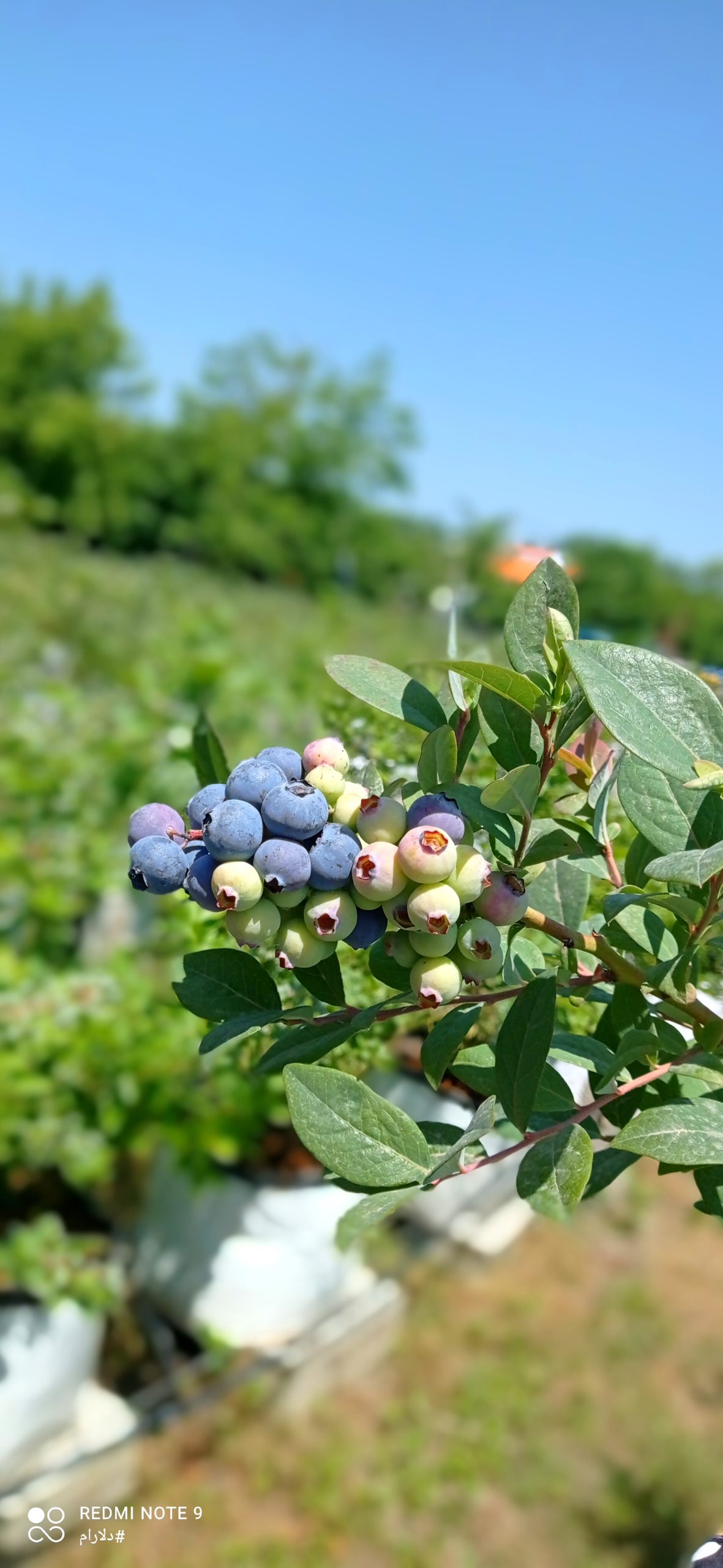 فروش بلوبری ایرانی