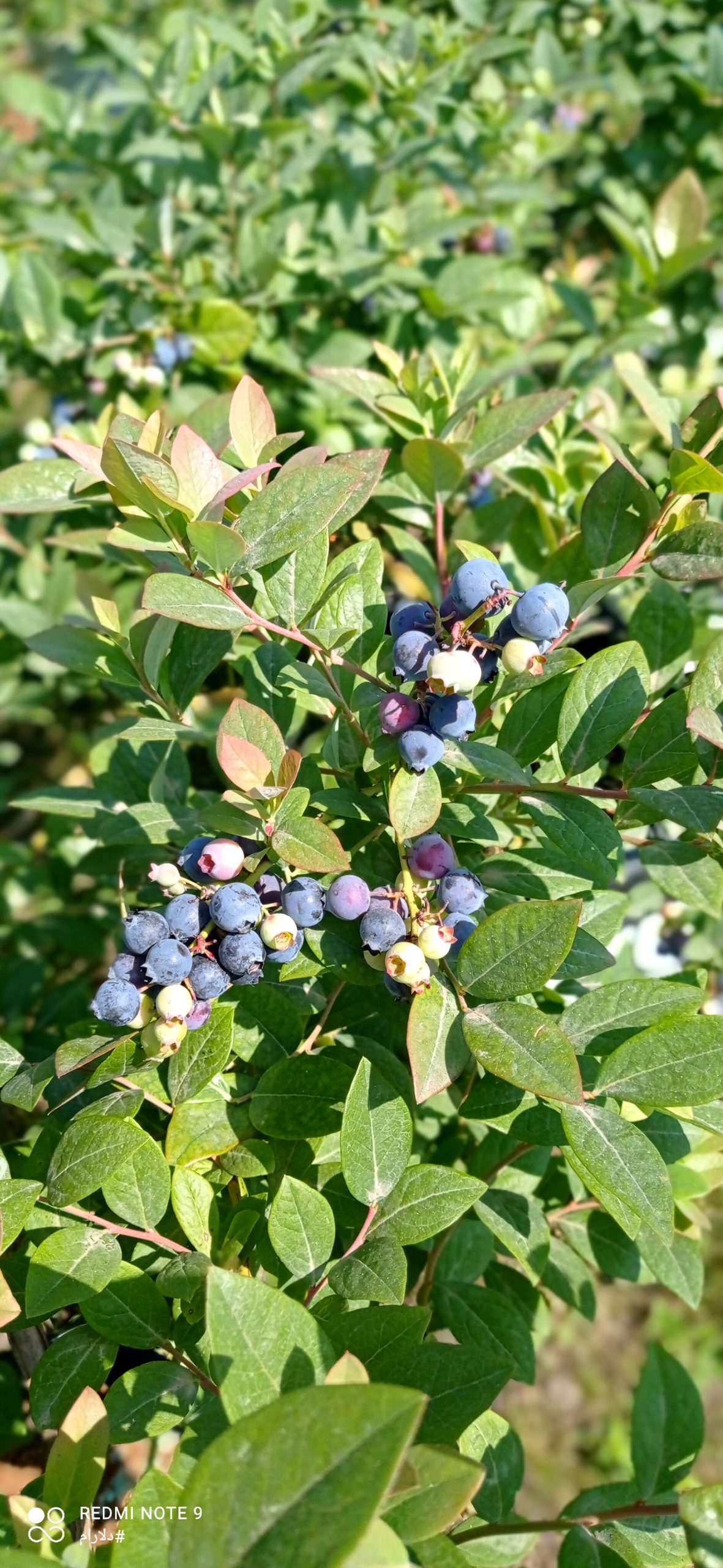 خرید نهال بلوبری