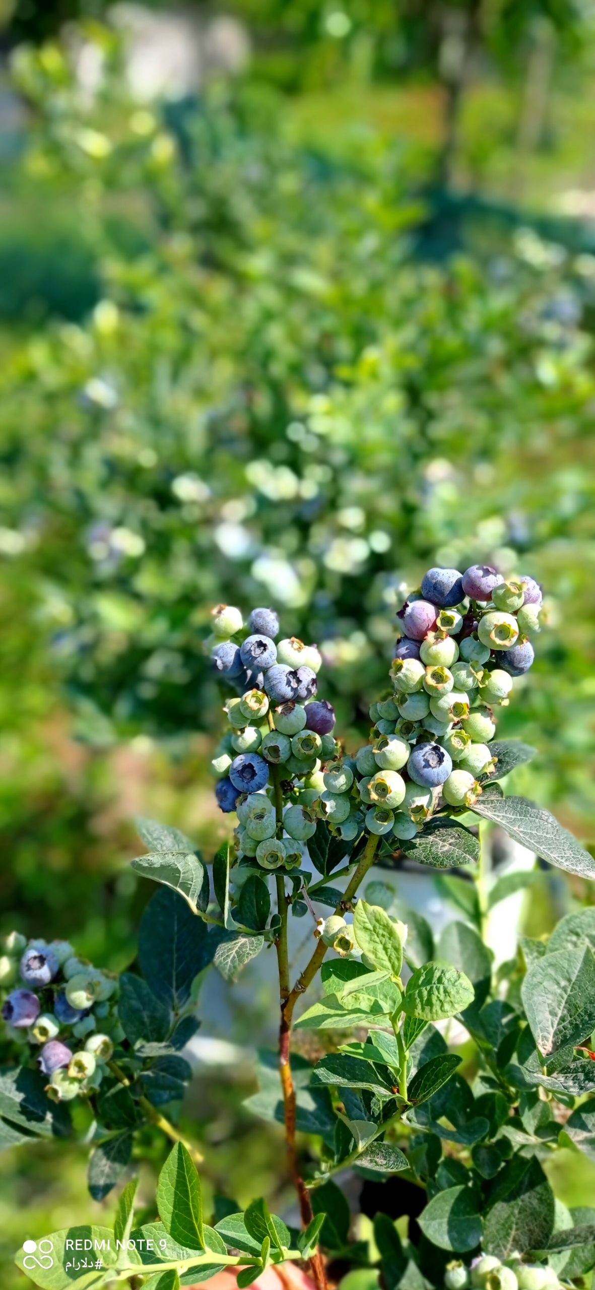 فروش بلوبری