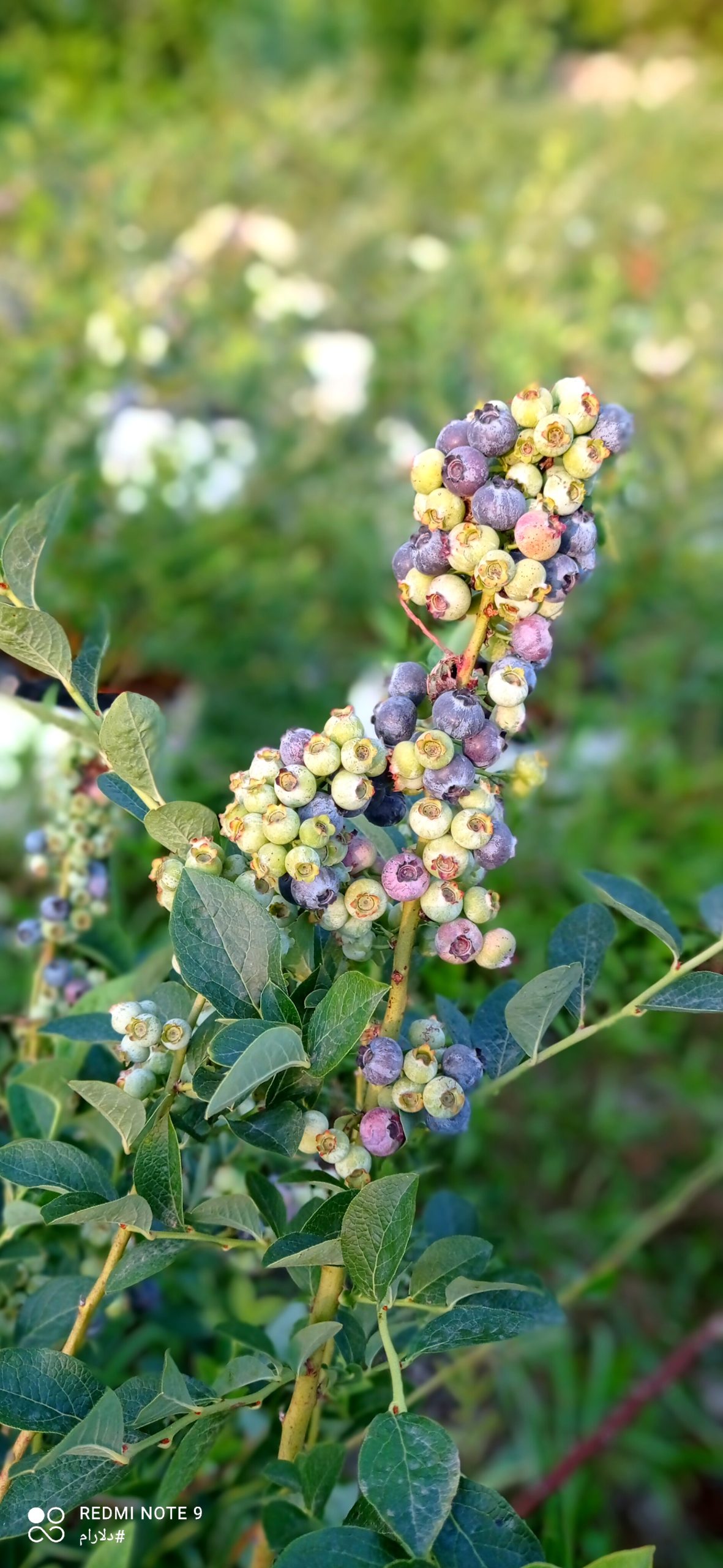 فروش نهال بلوبری دوساله 