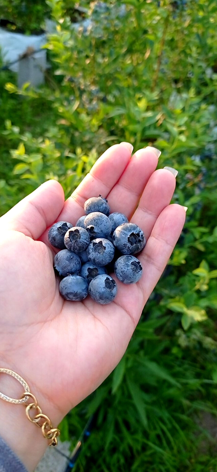 قیمت نهال بلوبری دوساله