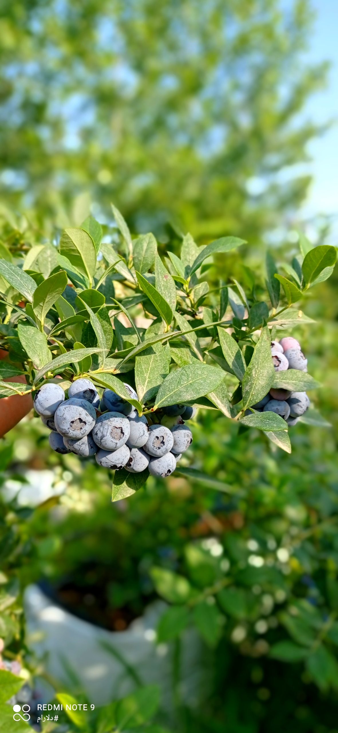 تولید عمده بلوبری