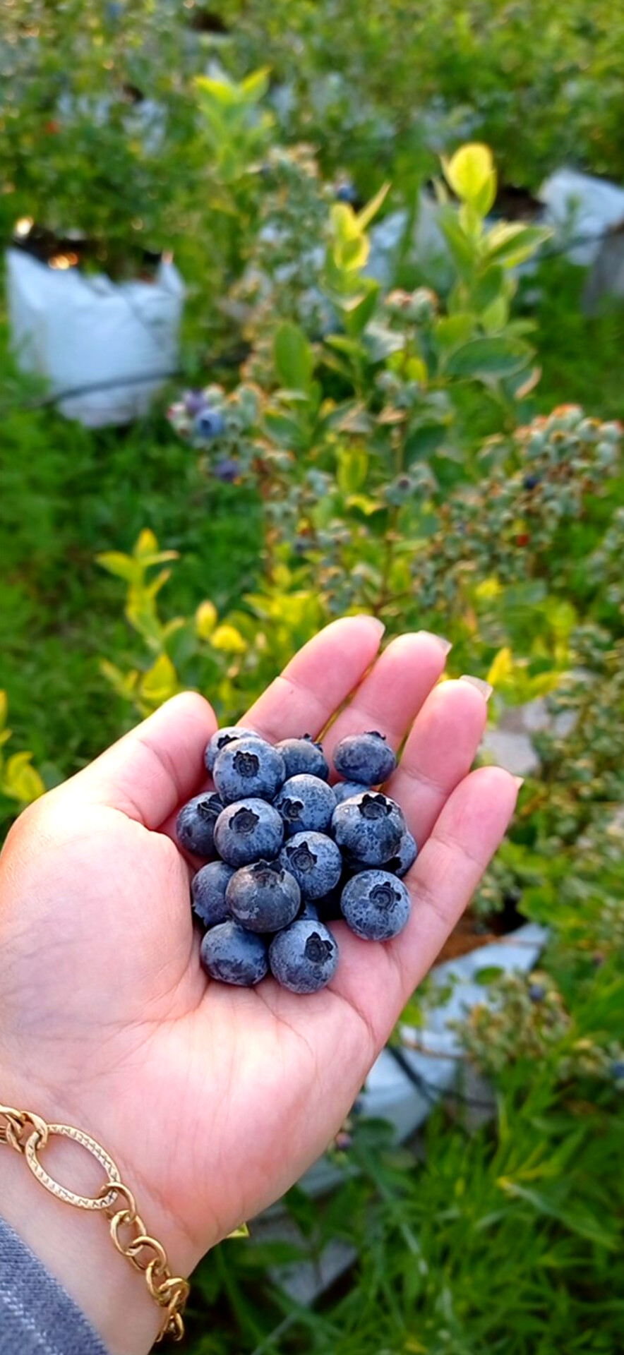 تولید بلوبری ایران