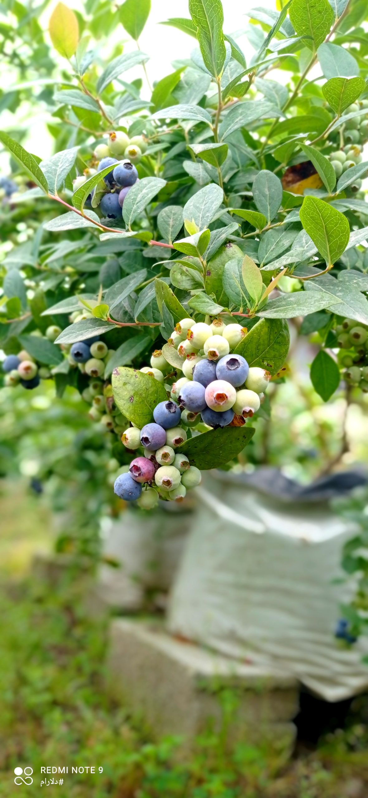 نهال بلوبری دوساله میوه دار