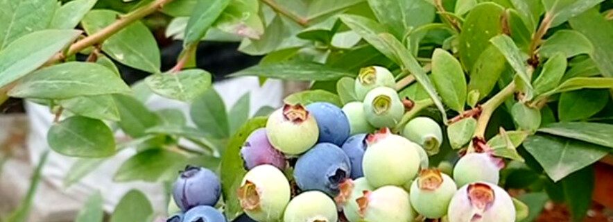 فروش نهال بلوبری لگاسی