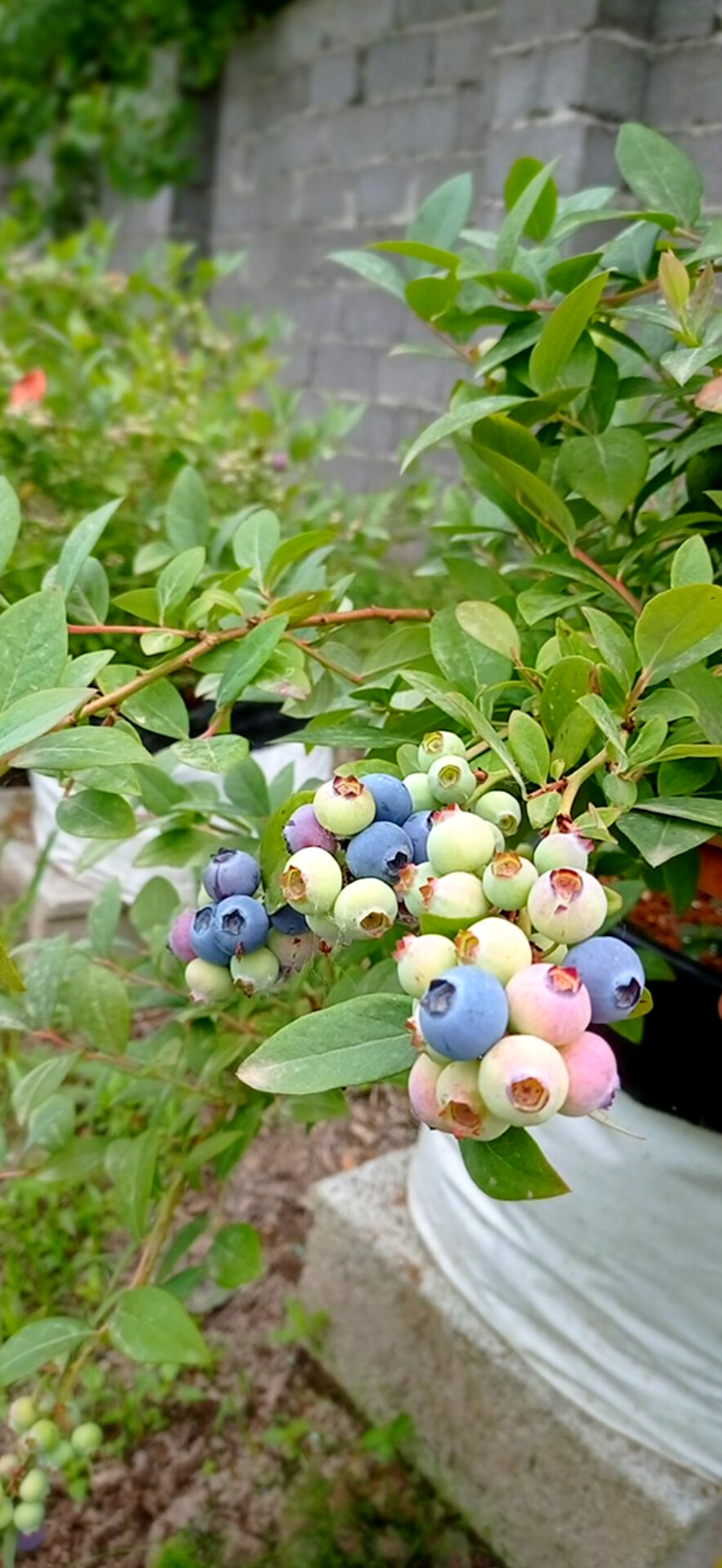 فروش نهال بلوبری لگاسی