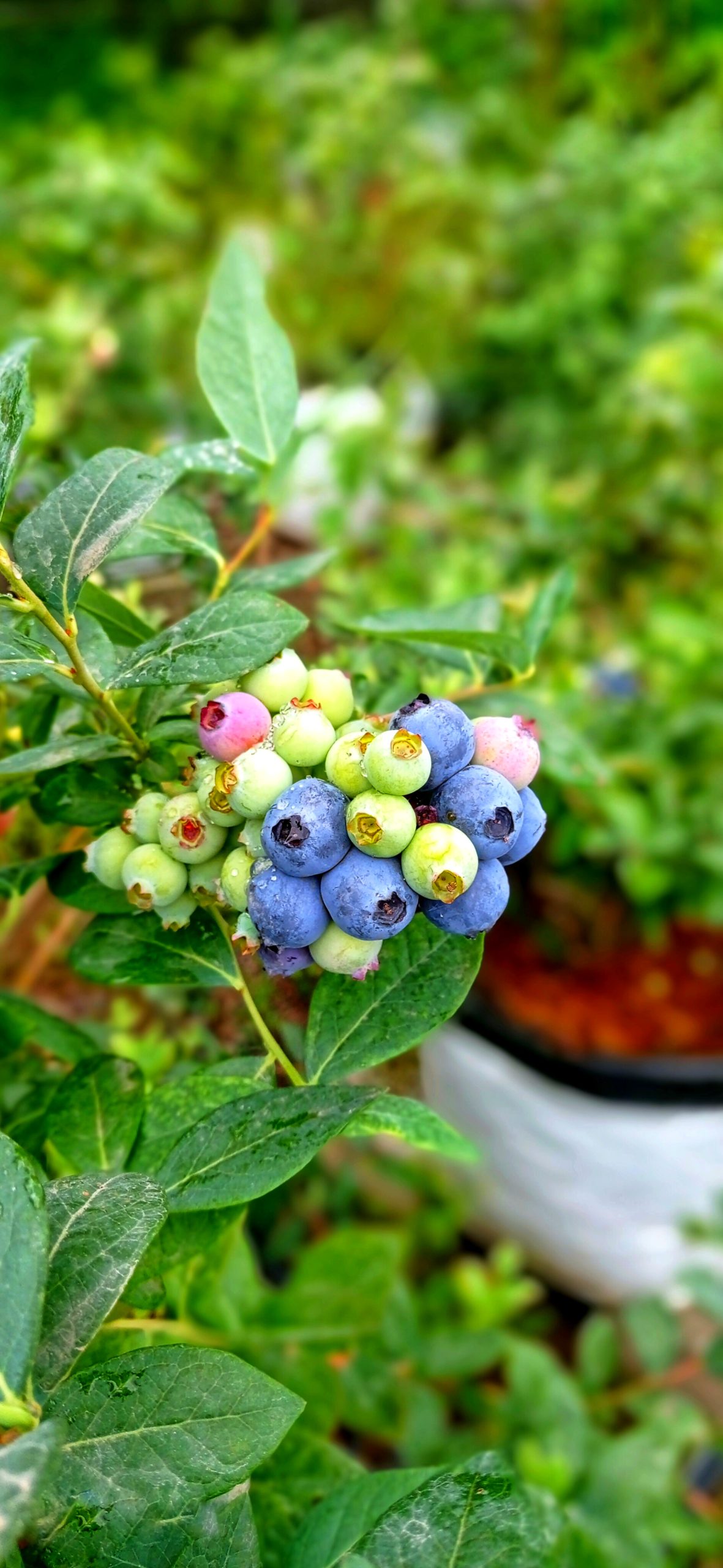 خرید نهال بلوبری امرالد