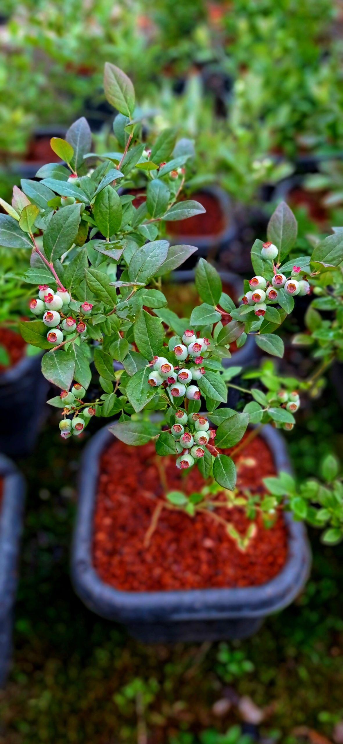 فروش نهال بلوبری دوساله