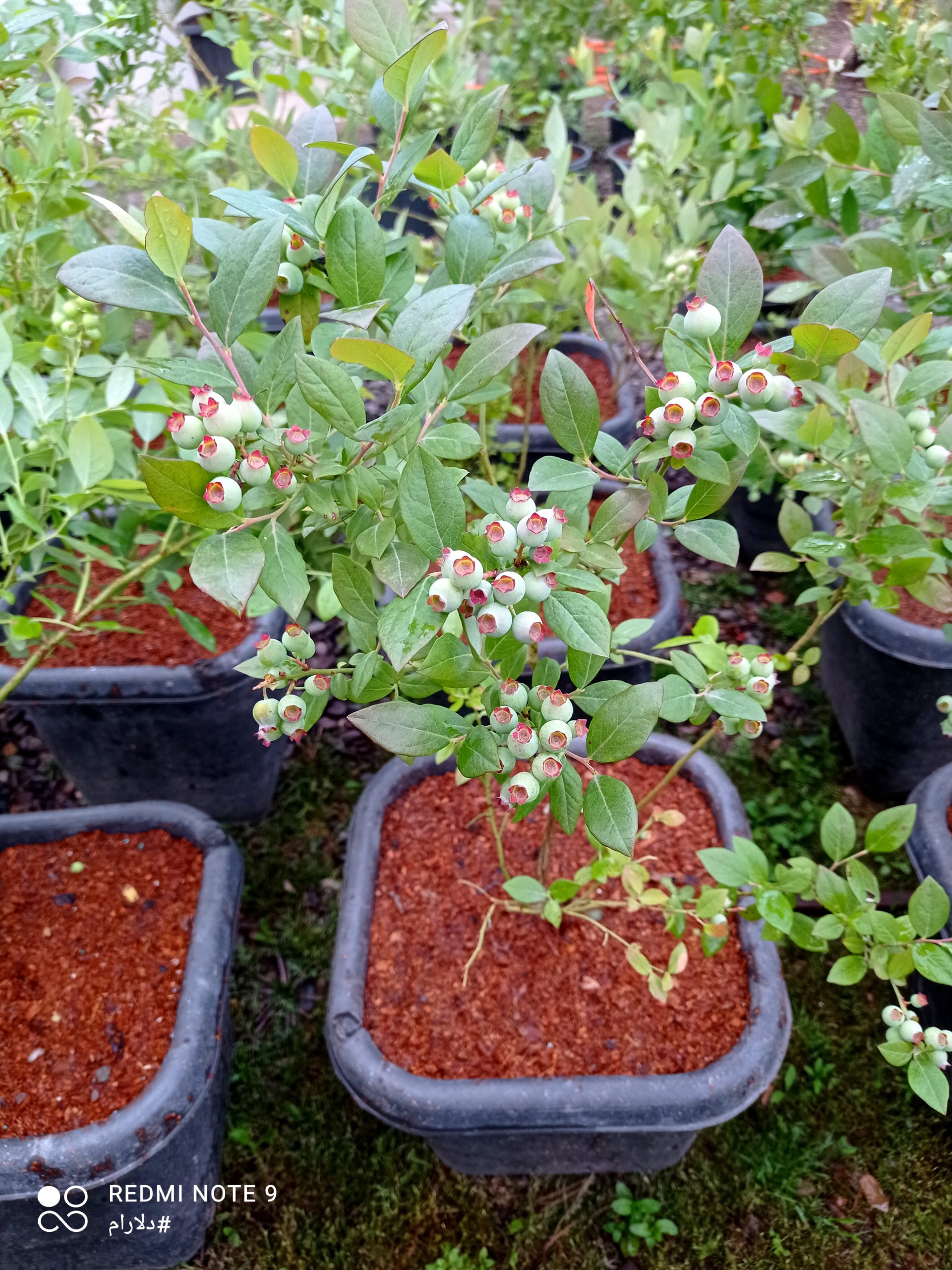 فروش نهال بلوبری دوساله