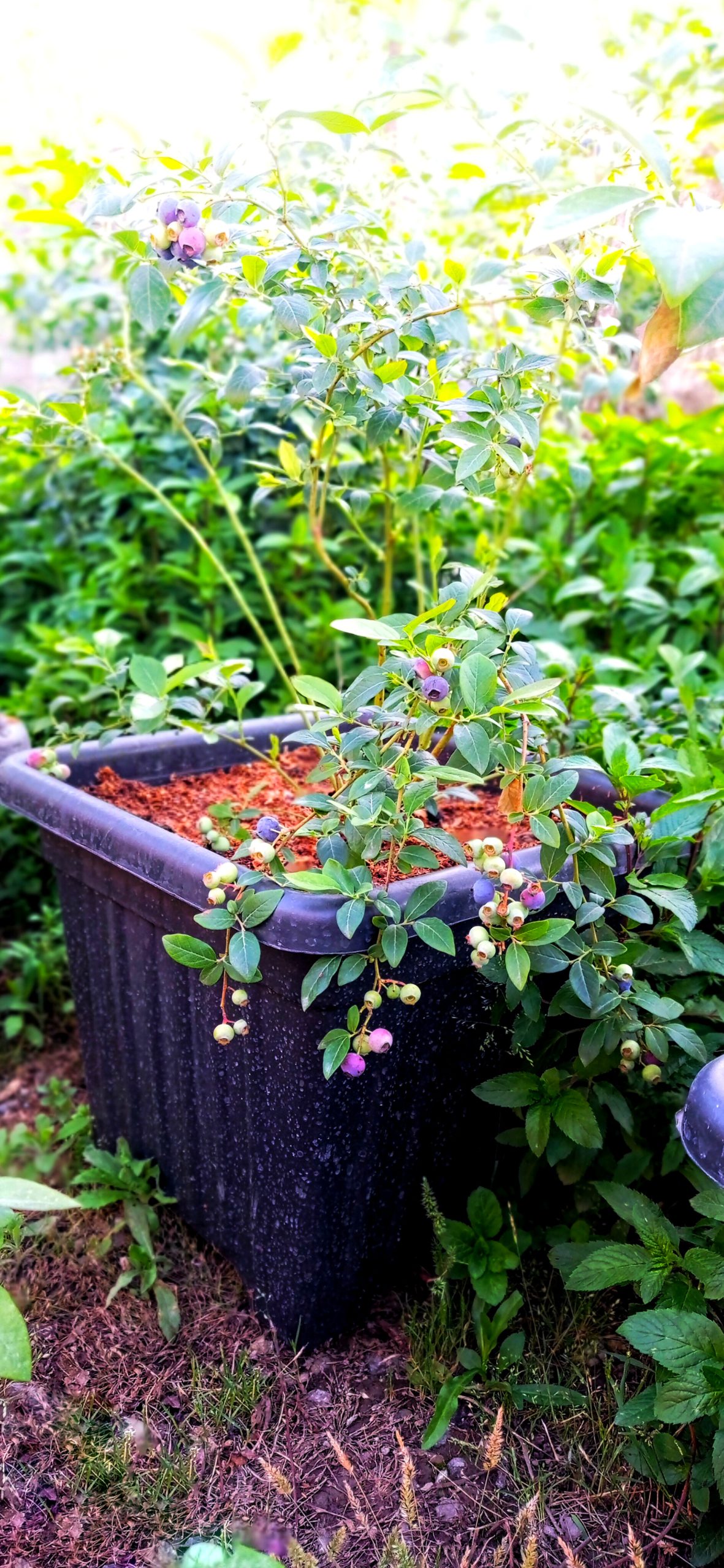 قیمت نهال بلوبری میوه‌دار