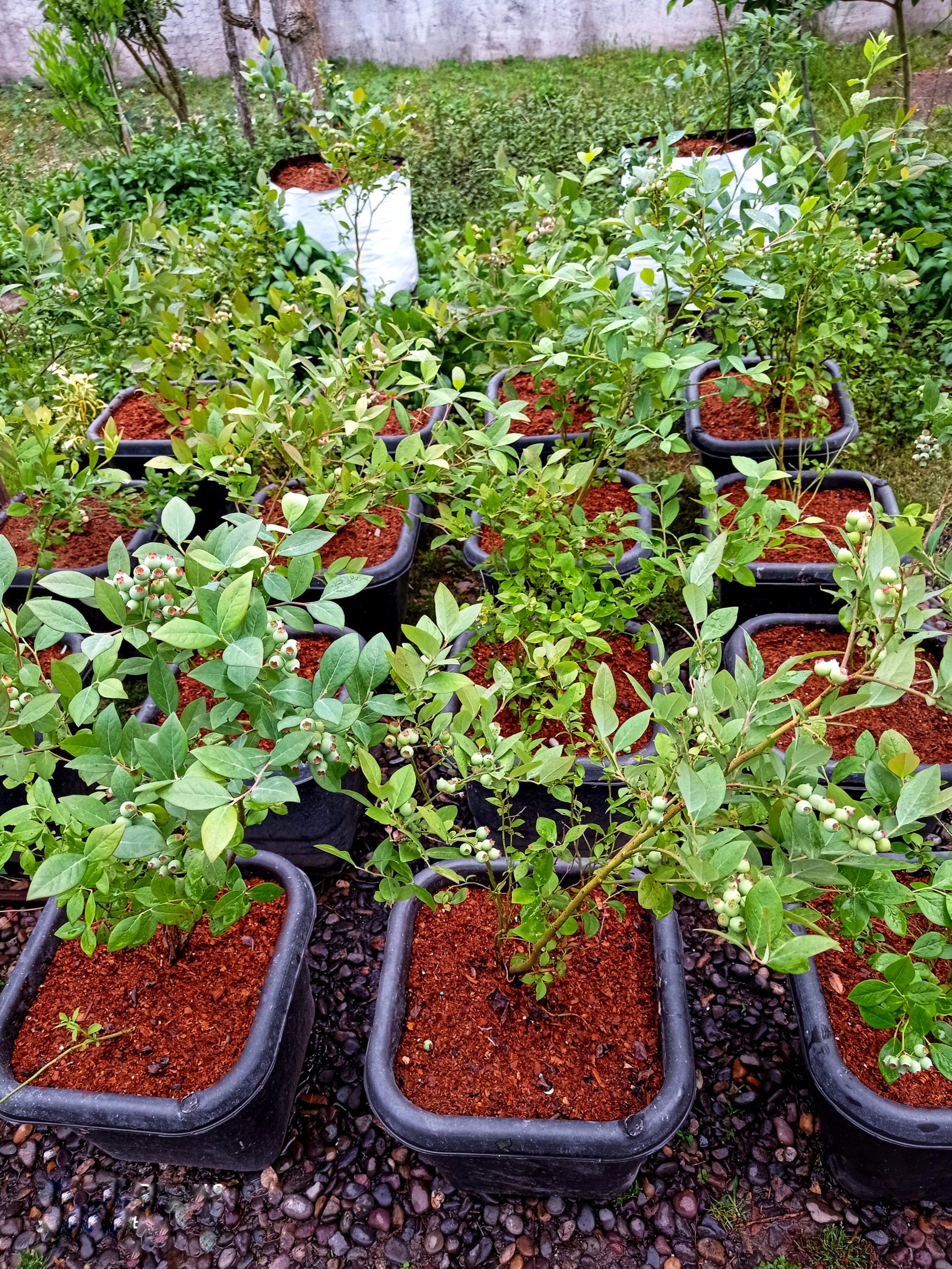 قیمت نهال بلوبری