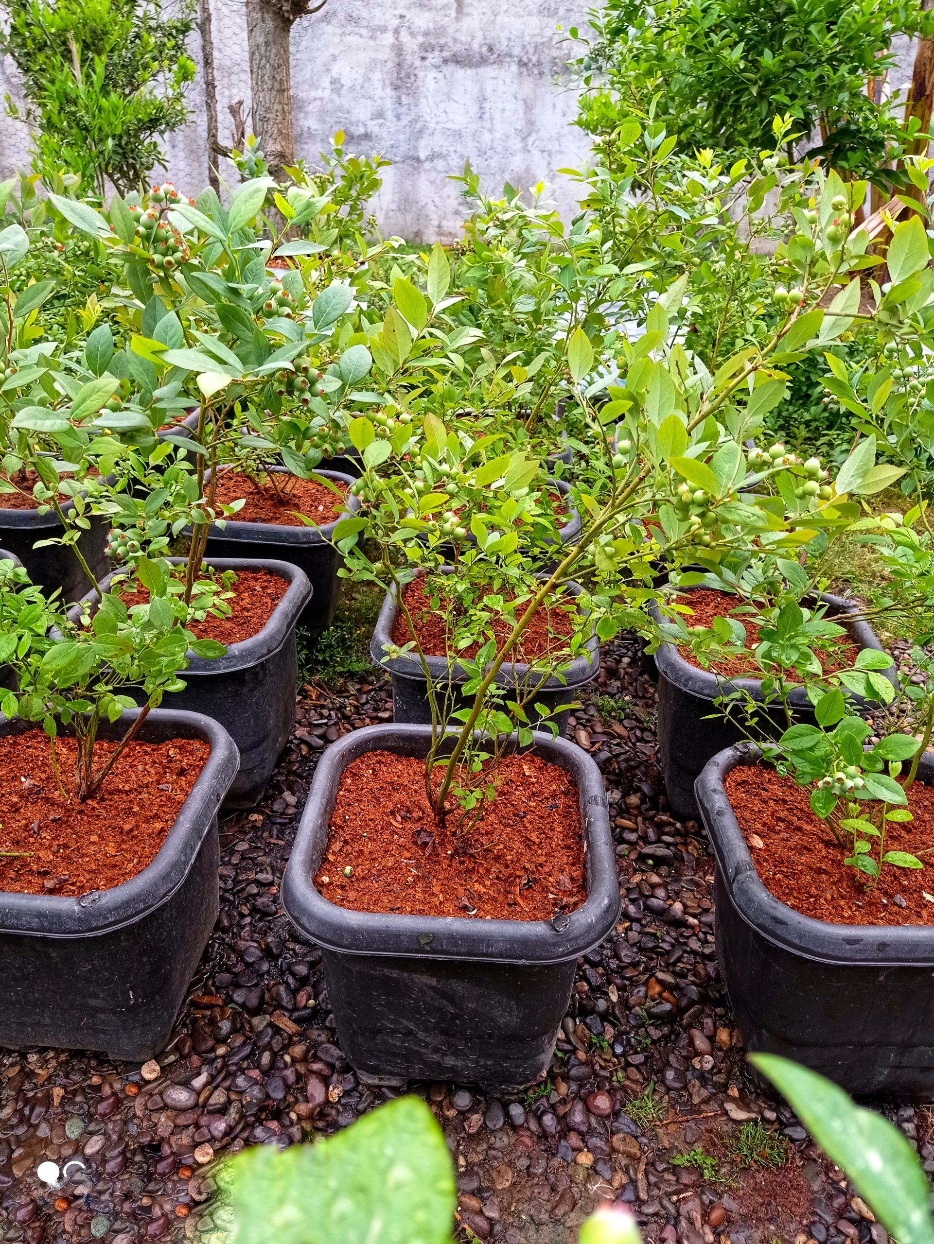 خرید نهال بلوبری دوساله 