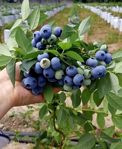 فروش بلوبری در گیلان