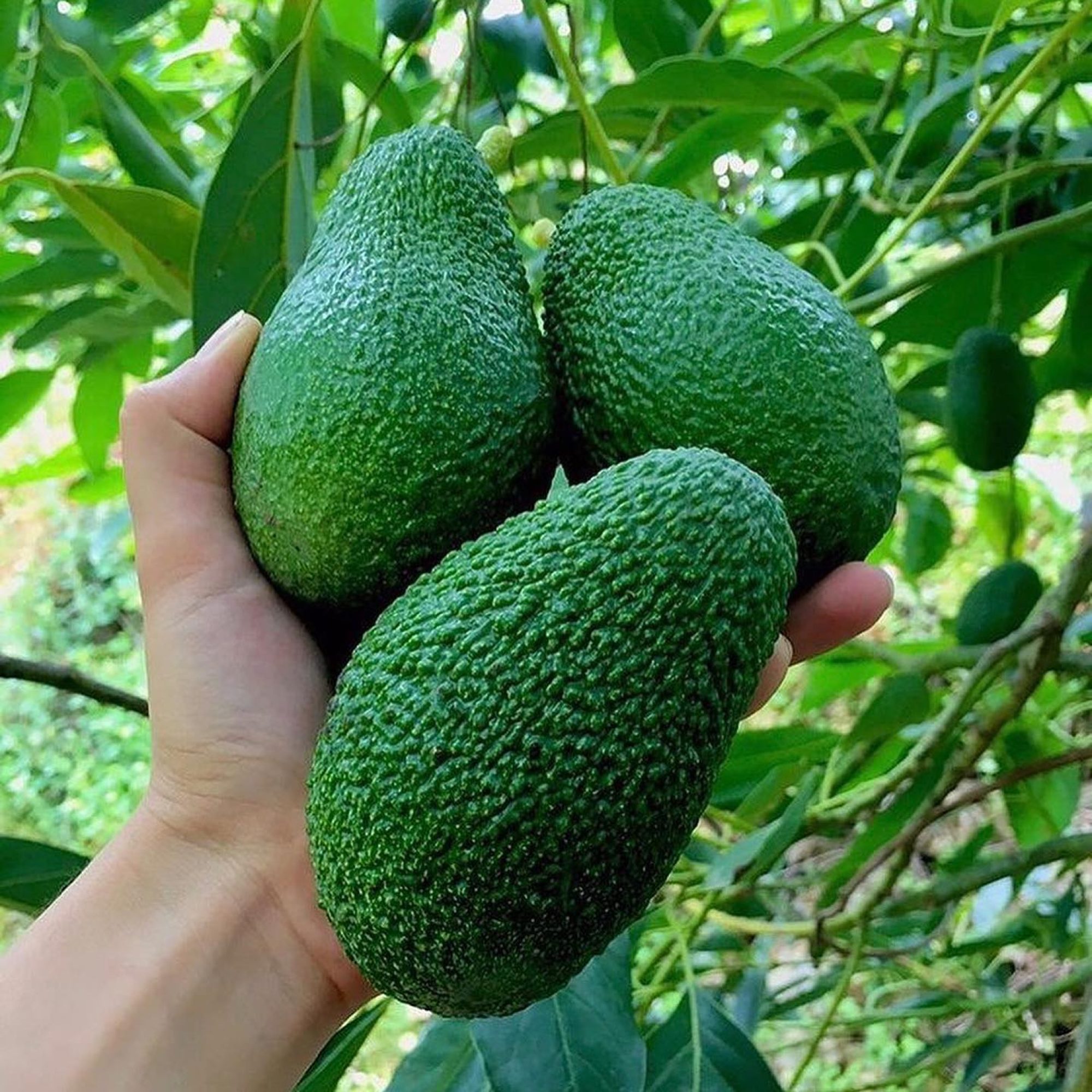 فروش نهال آووکادو پیوندی