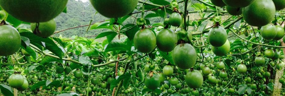 خرید نهال پشن فروت قیمت میوه گل ساعتی